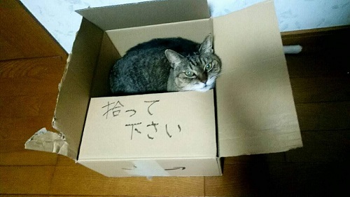 ダンボールに入る猫
