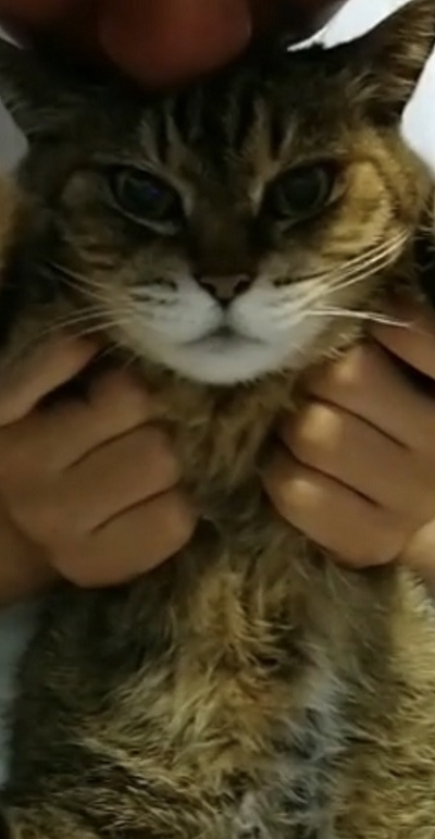 抱っこされる猫