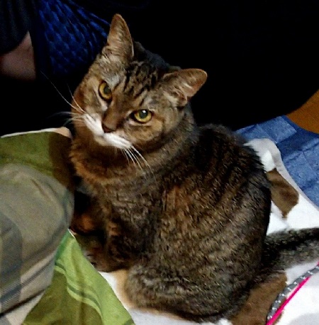 カメラ目線の猫