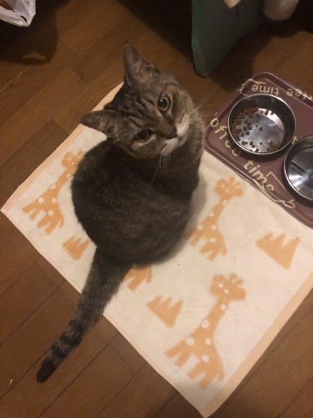 ごはんを待つ猫