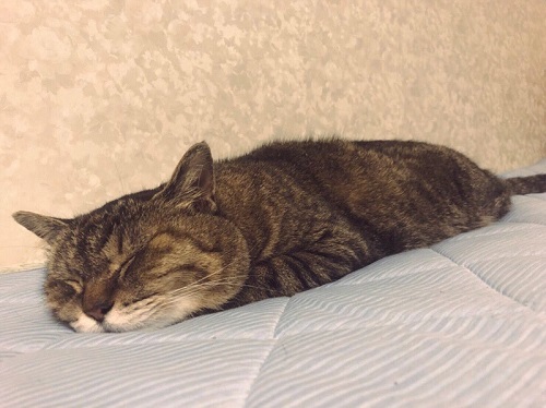 眠る猫