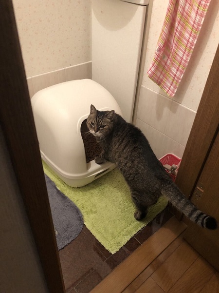トイレに入る猫