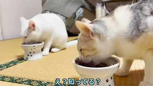 ごはんを食べる2匹