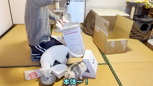 チェックする猫