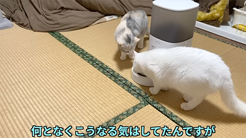 食べるユキくんと食べないハナちゃん