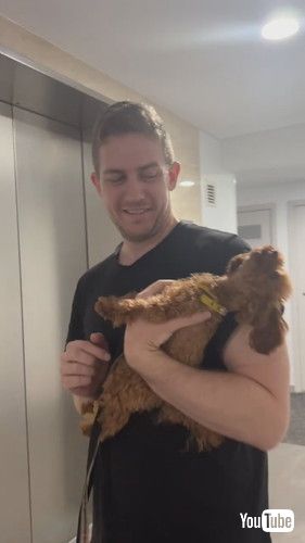 散歩に興奮して暴れる犬