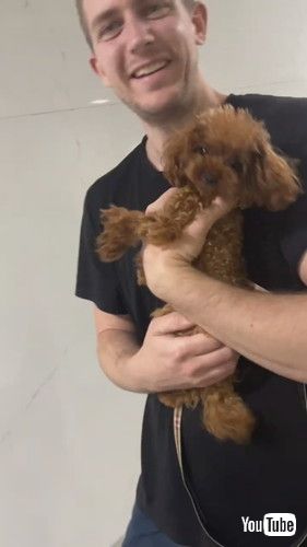 散歩に興奮して暴れる犬