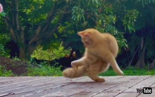 自分の尻尾を追いかける猫