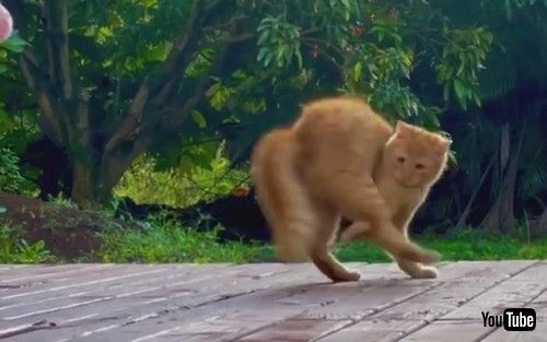 自分の尻尾を追いかける猫