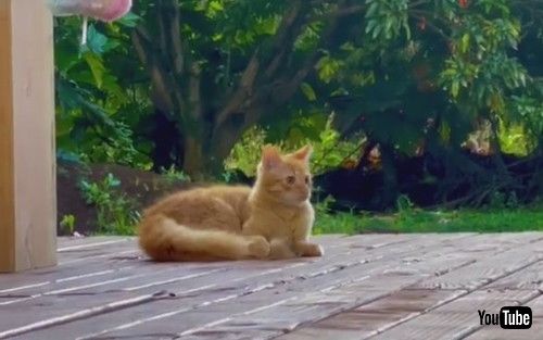 自分の尻尾を追いかける猫