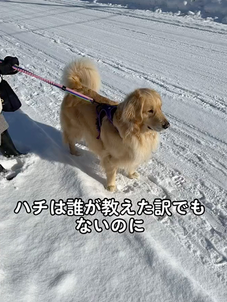 外では紳士的なワンコ