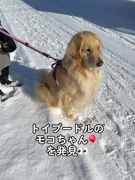 おすわりする大型犬