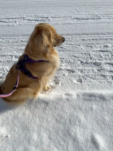 シャキッとした大型犬