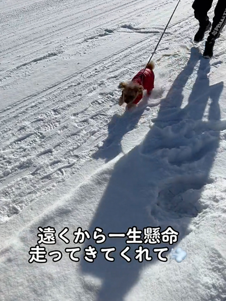 うれしそうな小型犬
