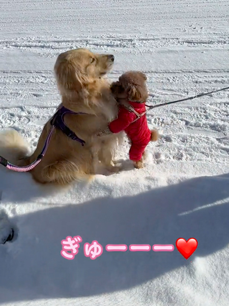 ハグする小型犬と大田他犬