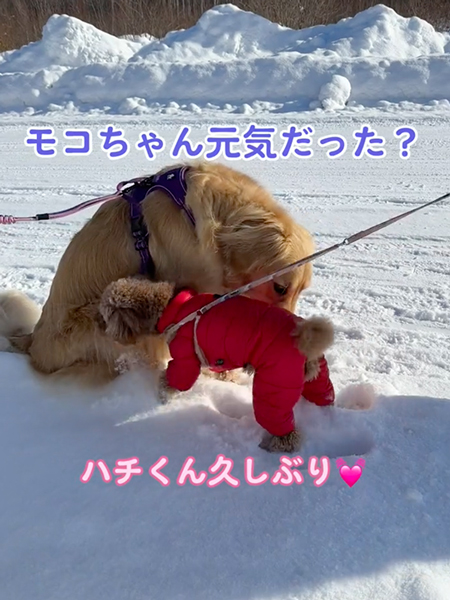 うれしそうなワンコ