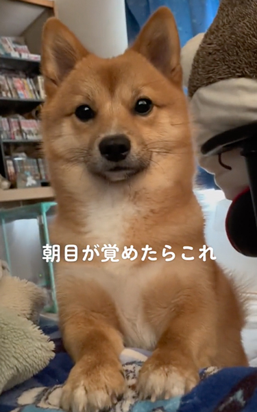 目が覚めたらいつもそばにいるワンコ