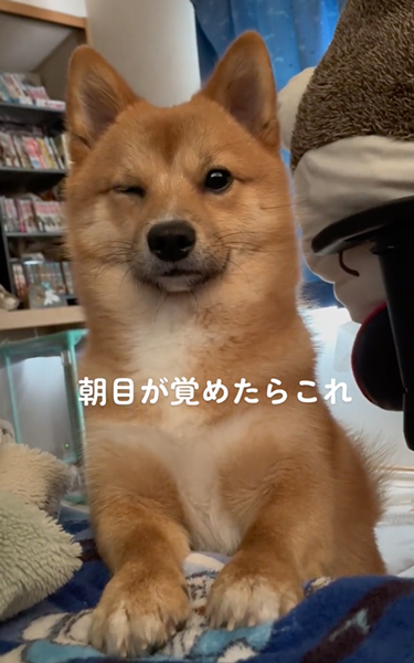 目が覚めたらいつもそばにいるワンコ