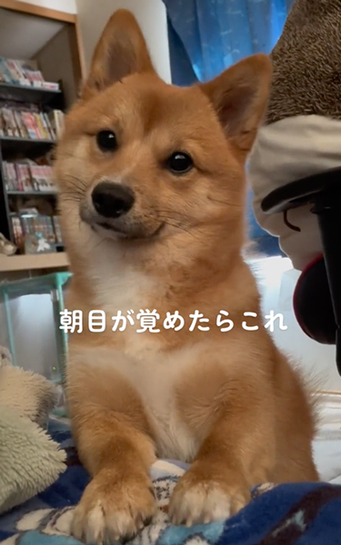 目が覚めたらいつもそばにいるワンコ