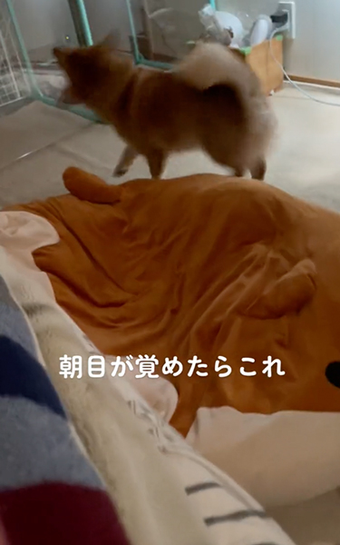 目が覚めたらいつもそばにいるワンコ