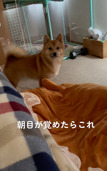 目が覚めたらいつもそばにいるワンコ