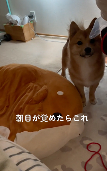 目が覚めたらいつもそばにいるワンコ