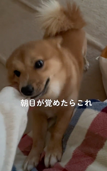 目が覚めたらいつもそばにいるワンコ