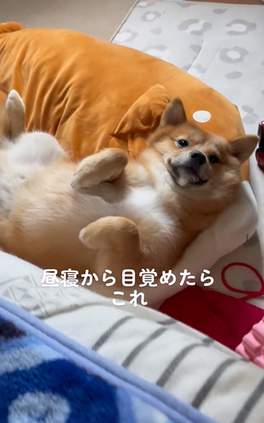 目が覚めたらいつもそばにいるワンコ