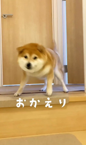 犬