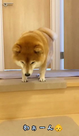 わぁーんテロップ