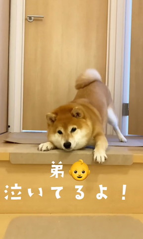 弟泣いてるよテロップ