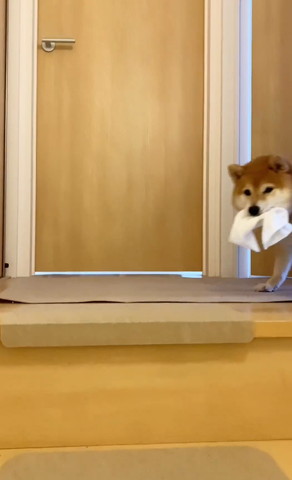 ハンカチくわえてるワンコ