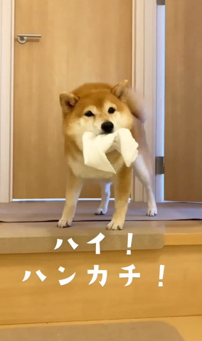 ハイハンカチテロップ