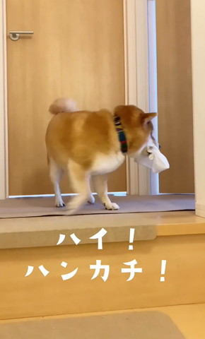 ハンカチくわえて部屋に戻るワンコ