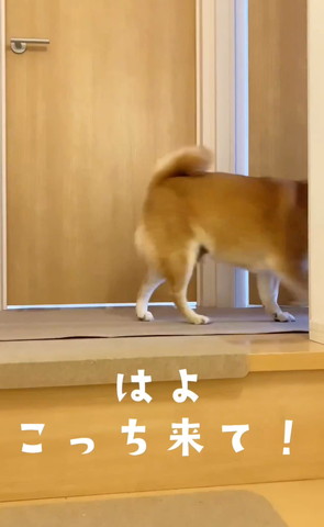 はよこっち来てテロップ