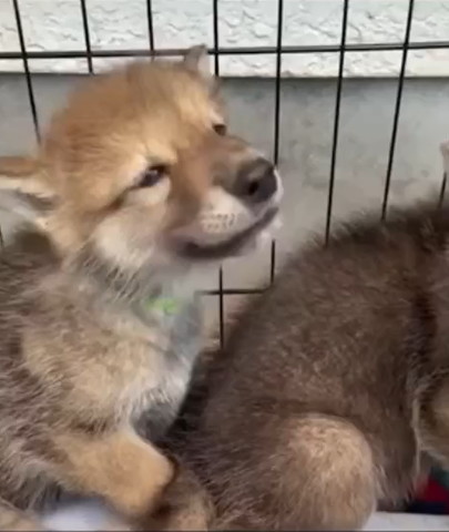 微笑んでいるような子犬