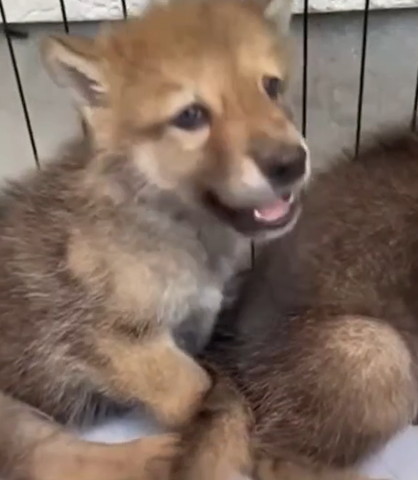 少し口あけてる子犬