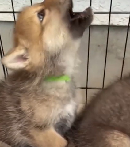 遠吠えしてる子犬