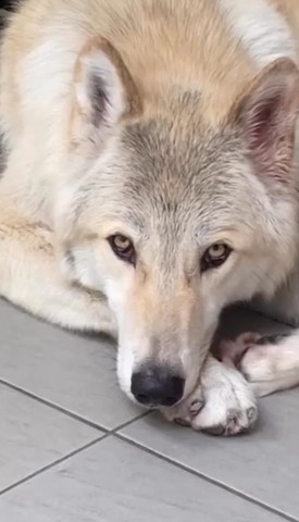 前足に顔のせてるワンコ