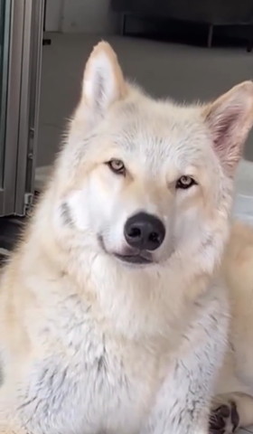 ウルフドッグ正面