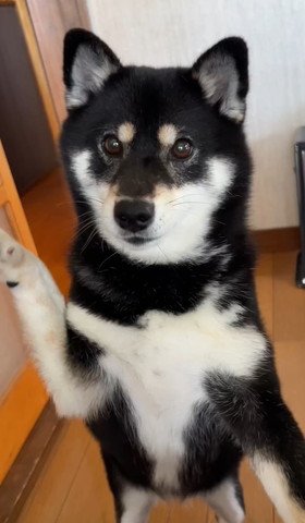 かわいい表情で前足あげるワンコ