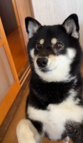 どこか見てるワンコ