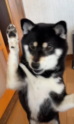 前足を振り上げるワンコ