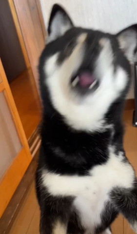 人差し指と親指を見つめるヤモリ