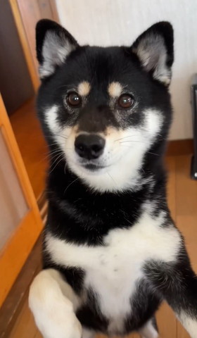 きゅるんとした表情のワンコ