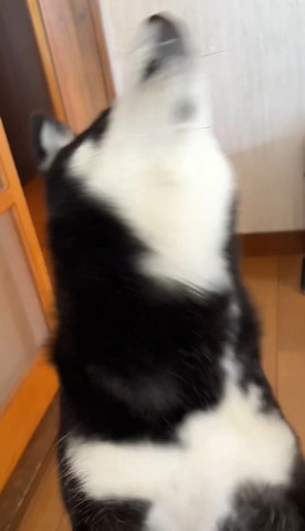 ぶれてるワンコ遠吠えしてるよう