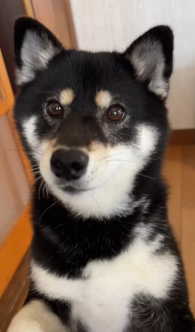 飼い主見つめるワンコ