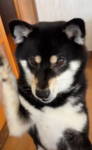 振り上げた前足ぶれてるワンコ