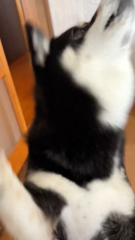 上向いてるワンコぶれてる