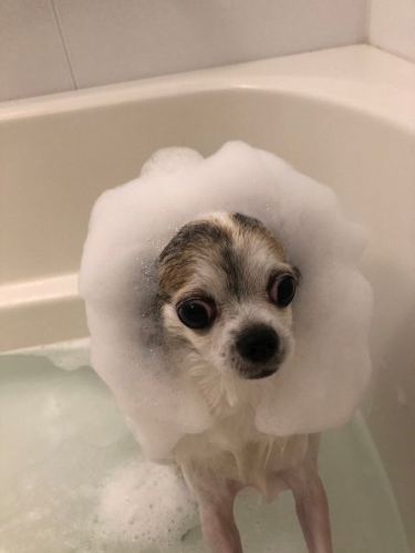 シャンプーで女子力アップした犬